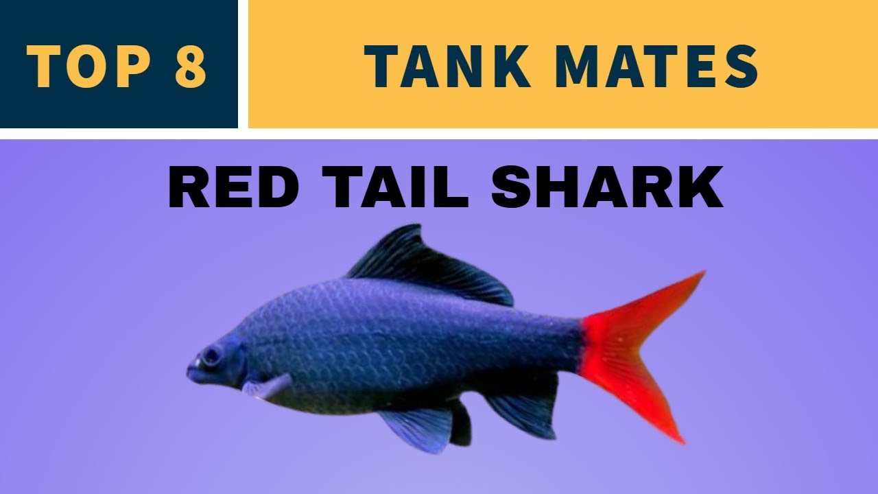 TANK MATES FOR RED TAIL SHARK