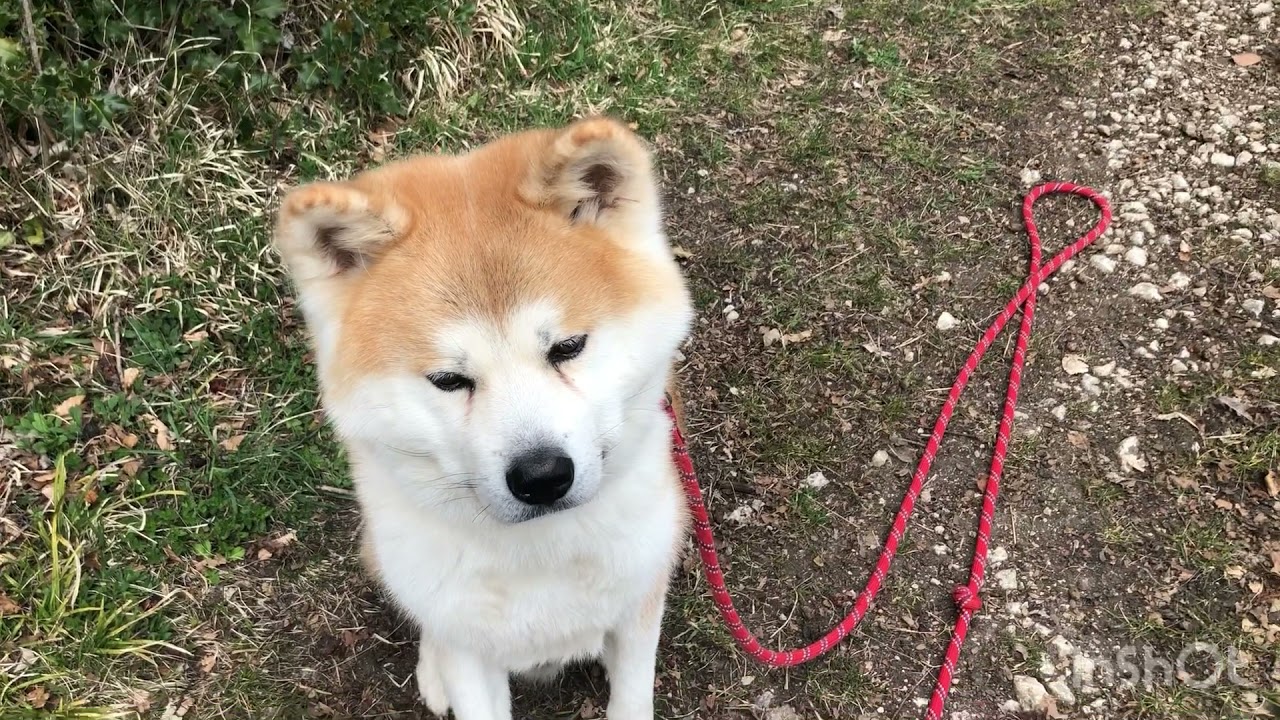 Exercice marche en laisse avec Kiba mon Akita inu, je vous donne ma technique