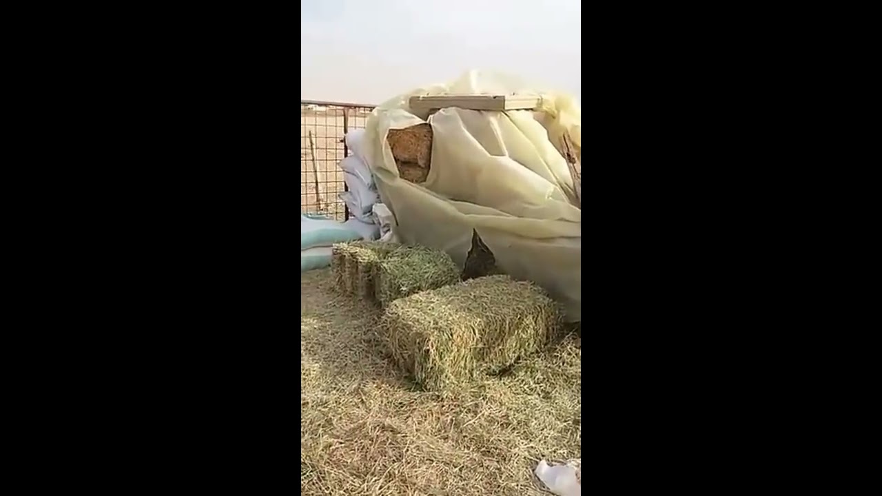 بعض الطرق السلبيه في تعليف الاغنام