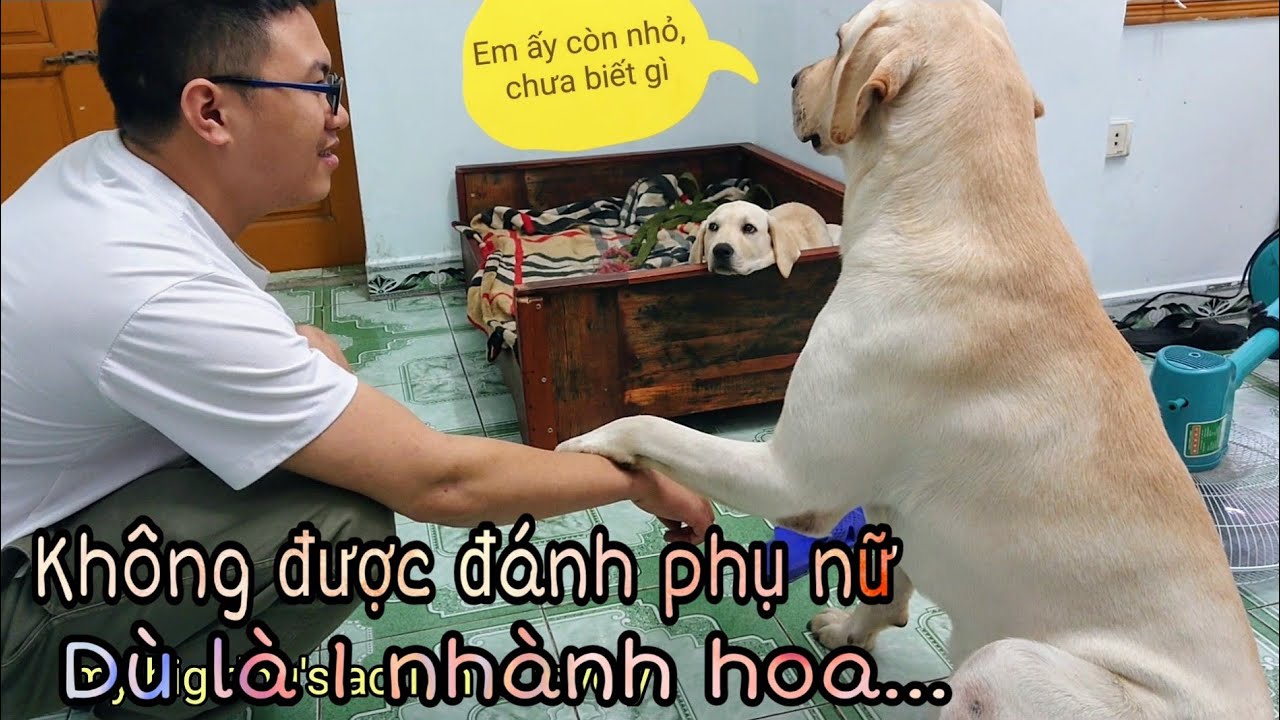 Kim Chi phá tan tành nhà cửa, Củ Cải vẫn nhất quyết bảo vệ | Cute Dog Protects Puppy Videos