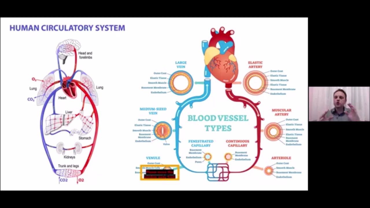 Dr. Szűcs Zolt&aacute;n:  A sz&iacute;v &eacute;s &eacute;rrendszer