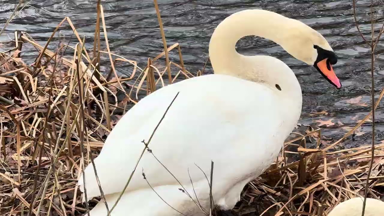 Nest Building Activity From Lagoon Swan Pair March 13, 2026