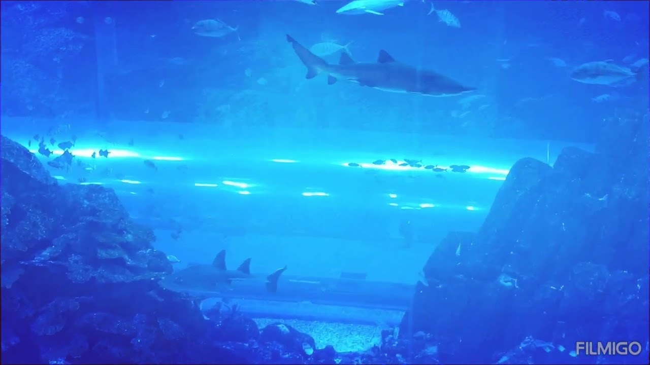BIG AQUARIUM IN  DUBAI  MALL.                         #highlights
