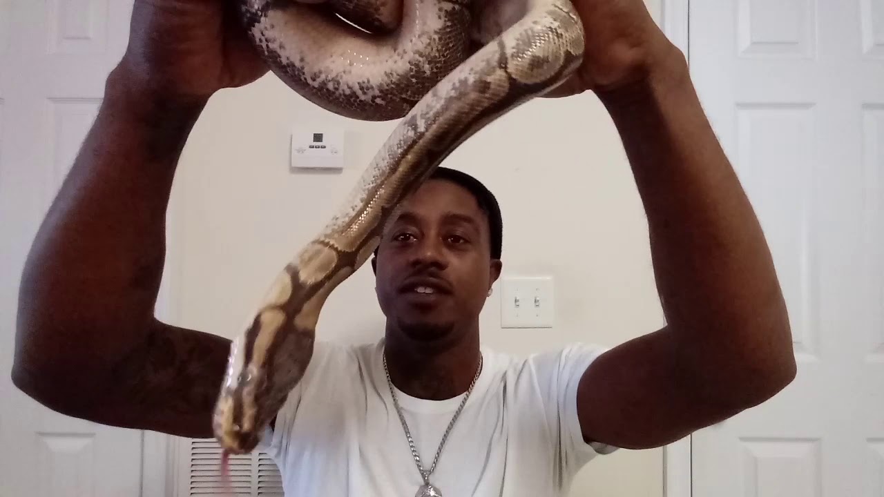Spider Mojave ball python Champs snakes episode 4