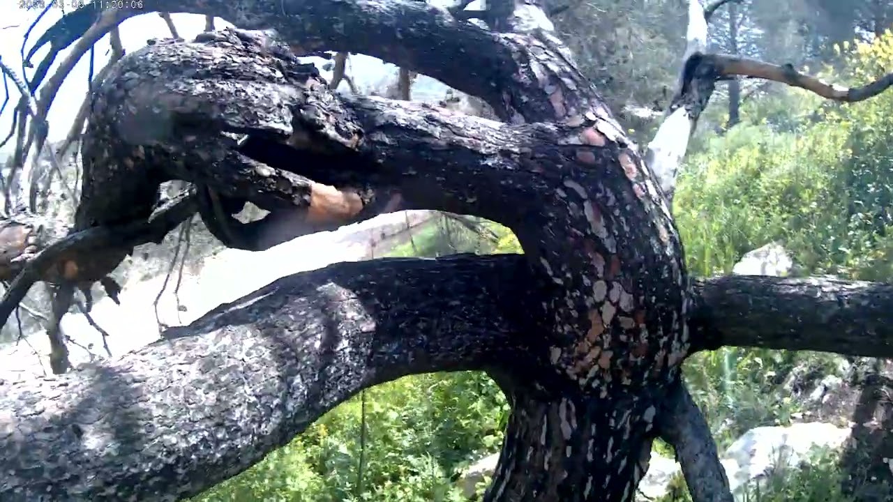 Cutting a dead pine tree with one and maybe a third hand, part 1