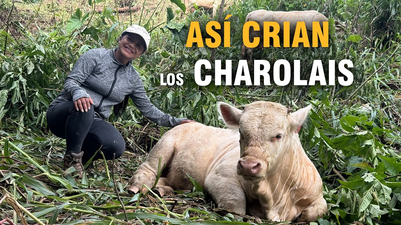 Método para Engorde de Charoláis en la Amazonía 🇪🇨