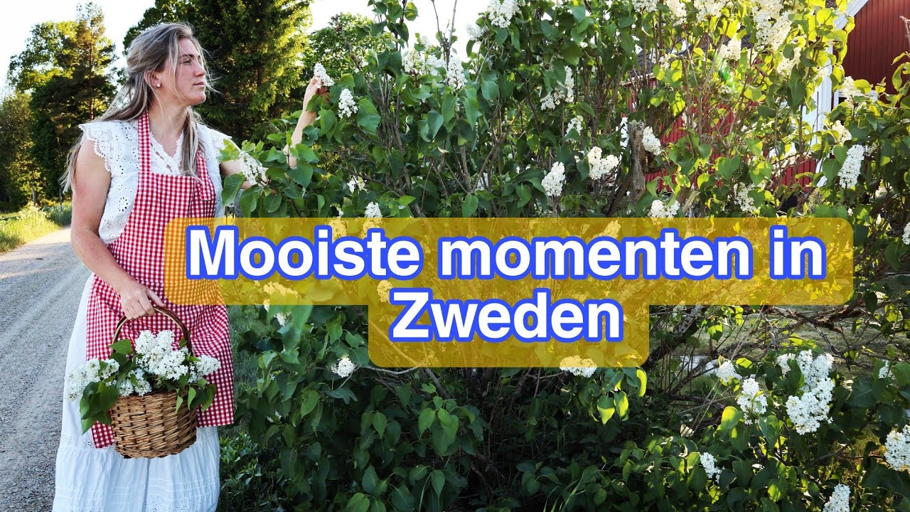 Wonen in Zweden Vlog 54, 2023 - Ongelooflijk prachtig - Linda Meijers