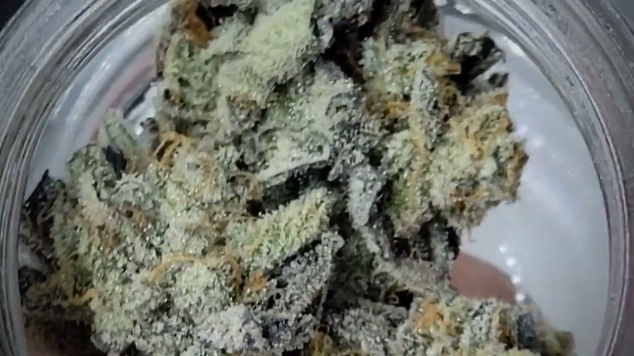 Tester, DOOMsday Growers, White Nightmare, Maine Cannabis