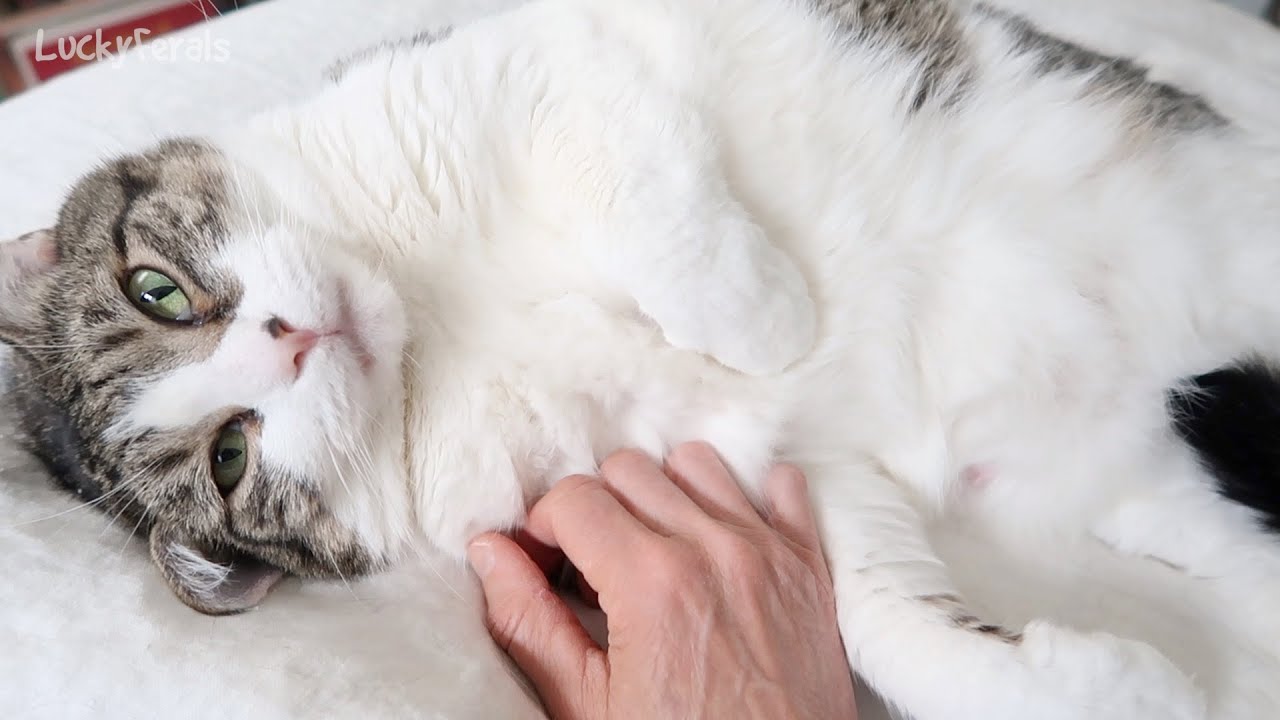 Why My Cats Didn't Have To Wear Cones Or E-Collars After Spay And Neuter