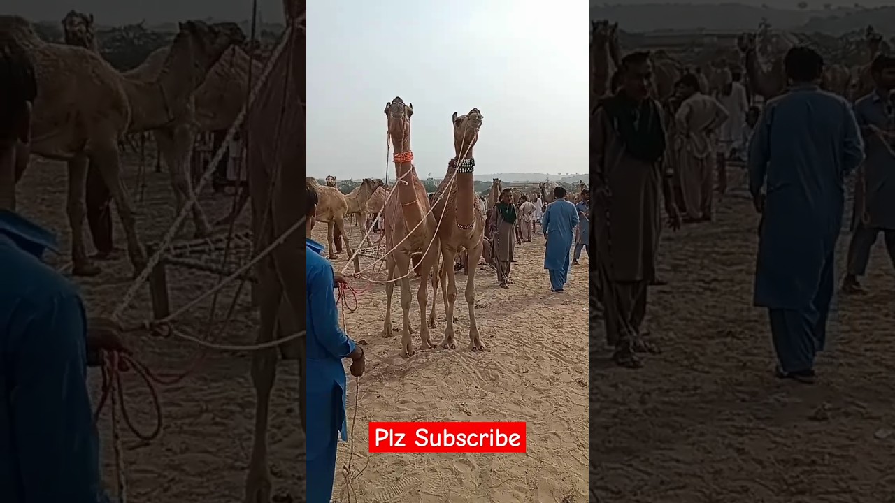 #camelvideo
