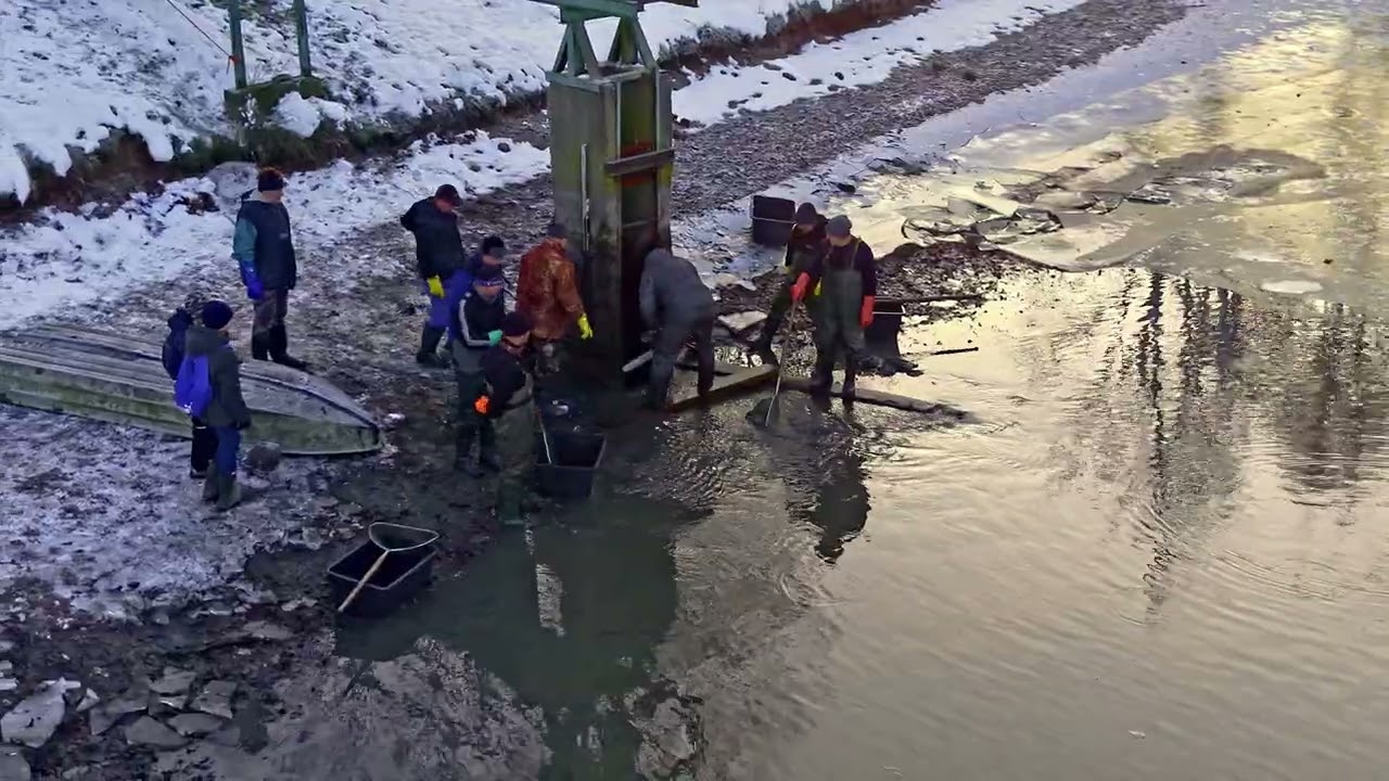 Výlov hráz Darkovice