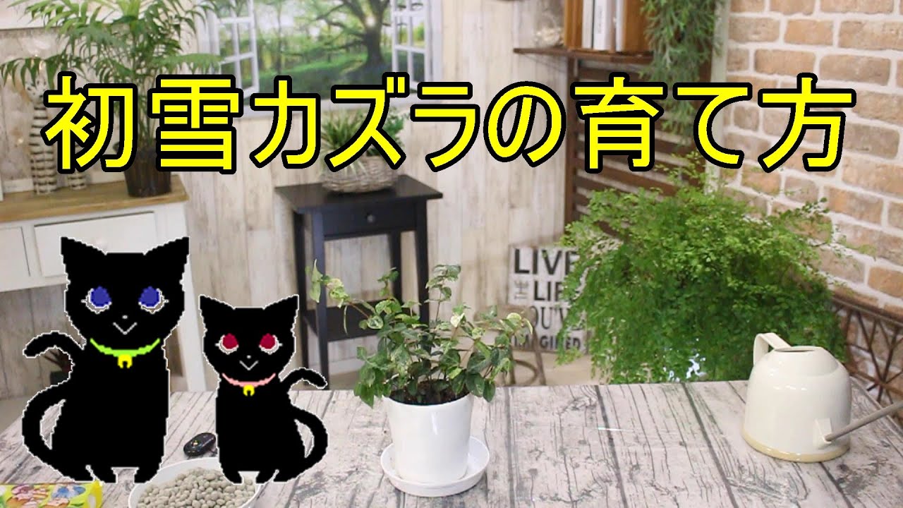 初雪カズラの育て方