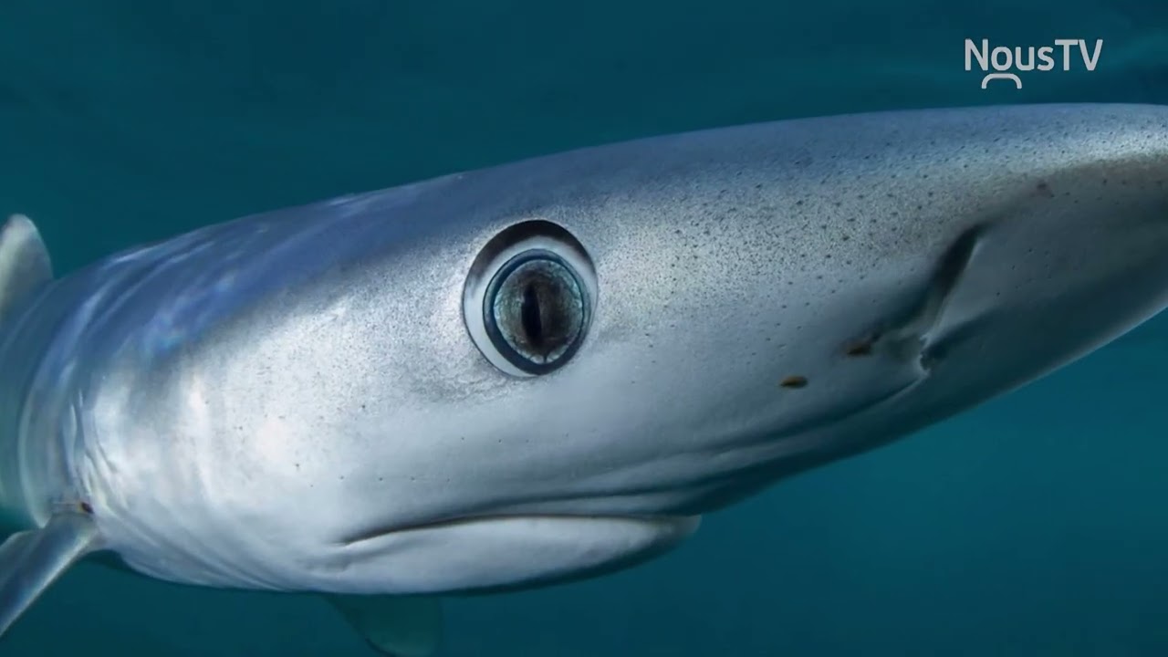 Les poissons - Maya découvre le Golfe du St-Laurent - Émission 8 - 24 mai 2023 - NousTV Sept-Îles