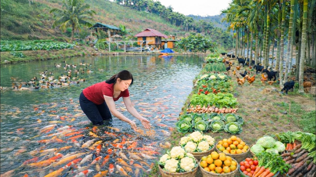 The Fish Pond Is Completed – Thousands of Fish Fry Released Into the Pond