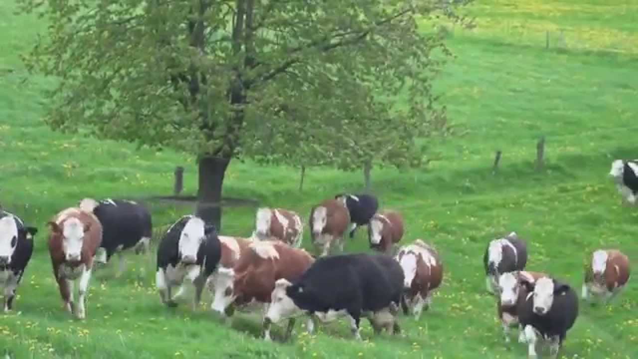 vaches heureuses de retourner dans les p&acirc;tures