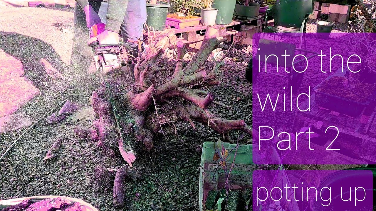 BONSAI from the WILD Part 2, Potting up, Aussie Bonsai Bloke