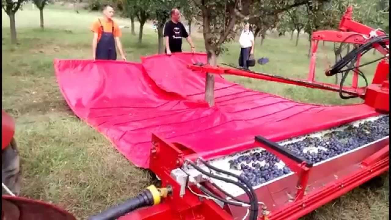 Berač višanja i šljiva - Žula Blace