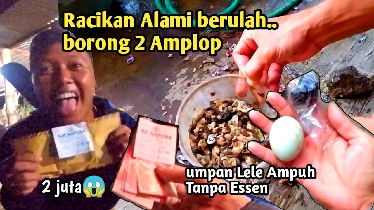 Umpan alami berulah 2 Amplop. Mancing lele lomba umpan ikan lele