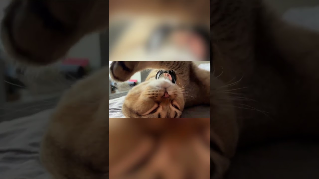 Киця хочет спать