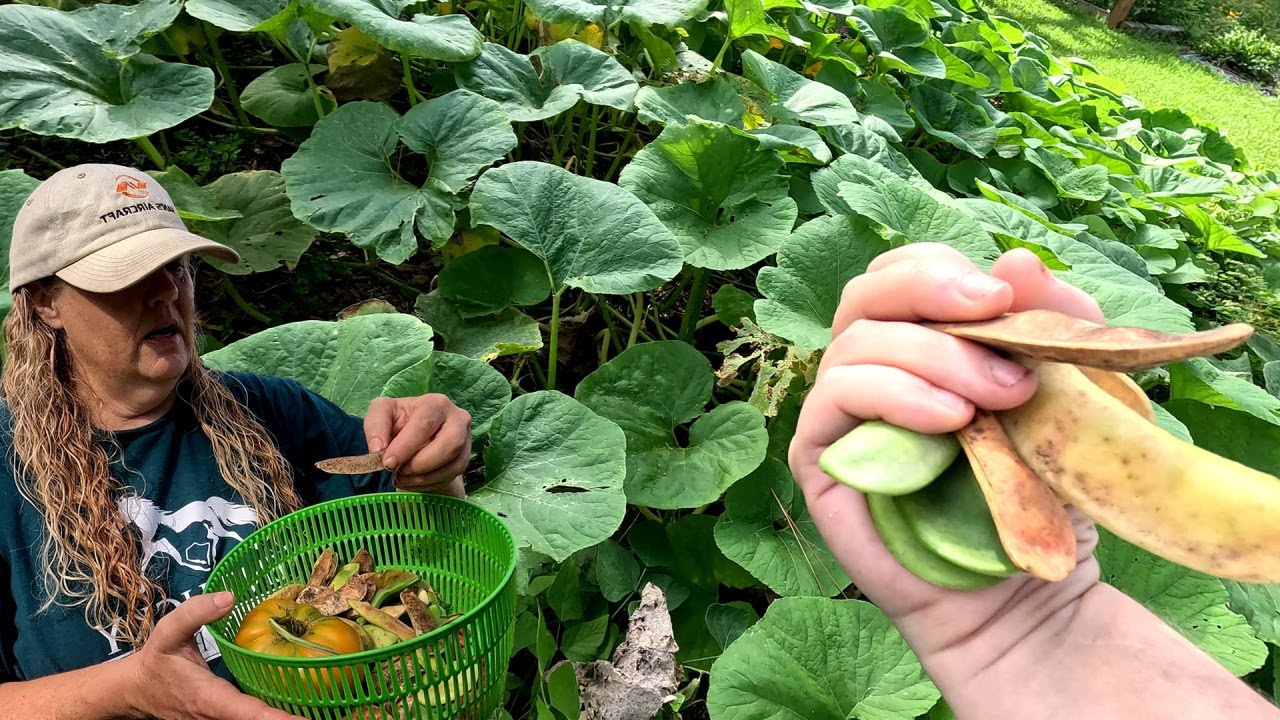 Fordhook Lima beans | Farm to Table | Southern Latitudes