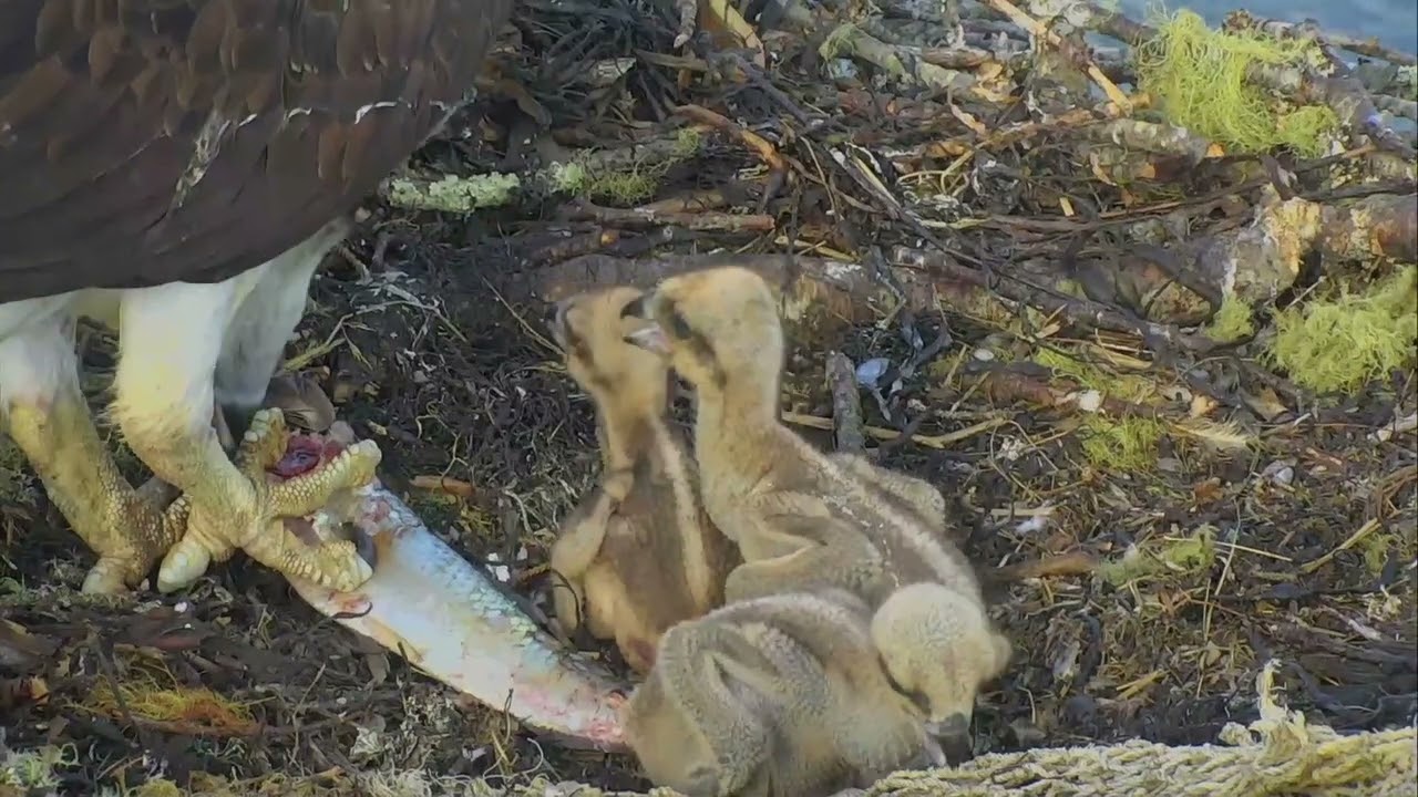 Three Osprey Chicks Feeding | Hog Island Audubon Explore Highlights