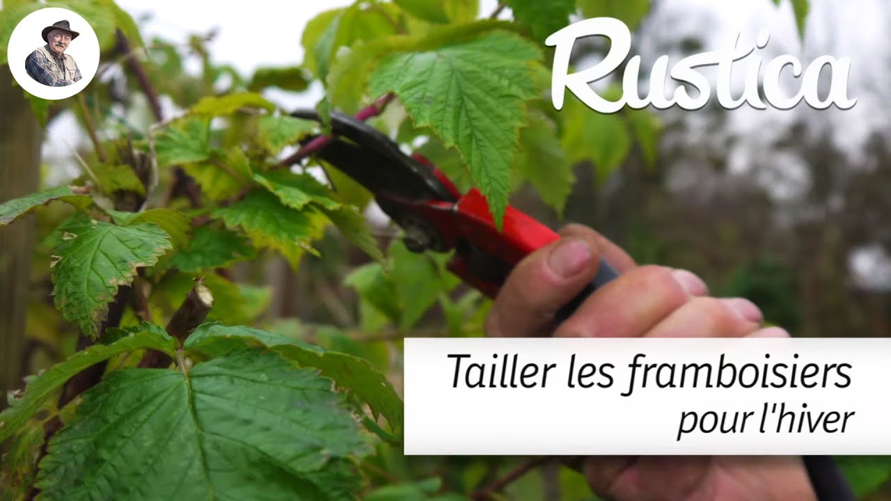 Tailler les framboisiers pour l'hiver