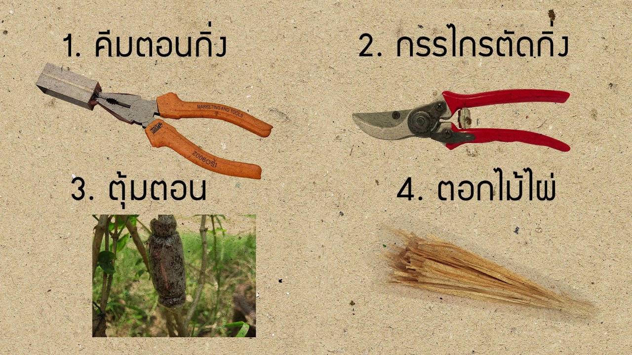 การขยายพันธุ์ลำไย