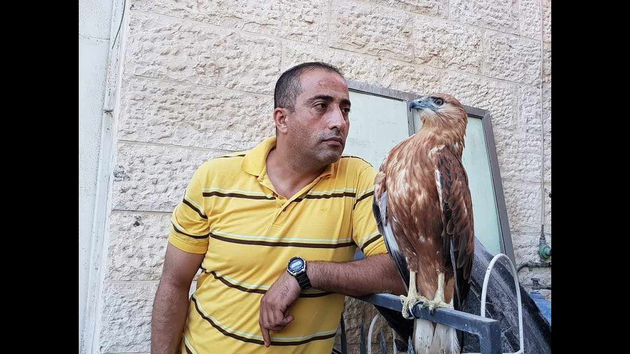 سقوط صقر من النوع الكبير مع جمال العمواسي