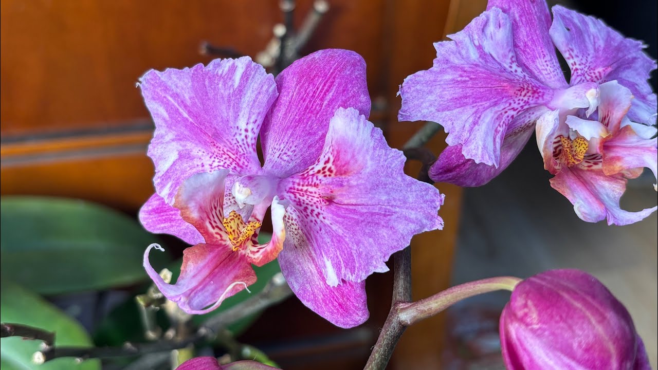 В гостях у орхоподруги 👩‍🦰Огляд колекції 🌸🪴#орхідеї #orchid #обзорорхидей #flowers #огляд #