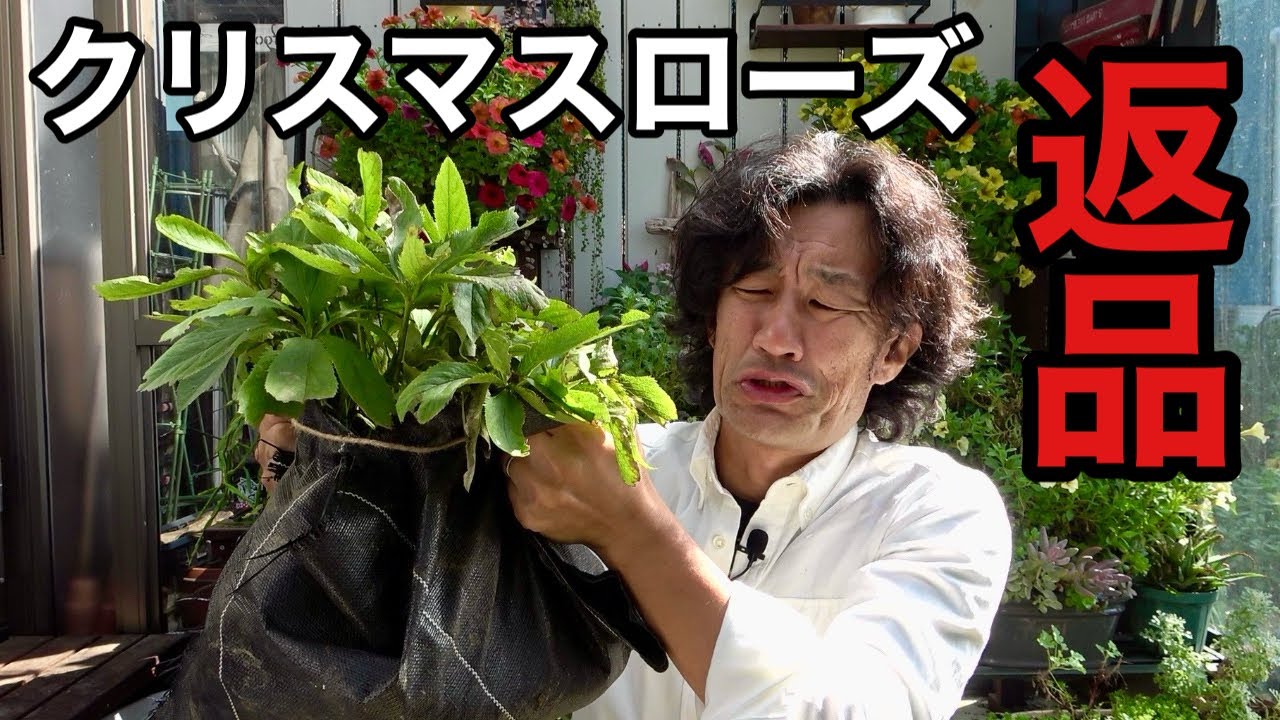どうする。。。あのチャンネルから返品されたクリスマスローズ【園芸超人カーメン君】