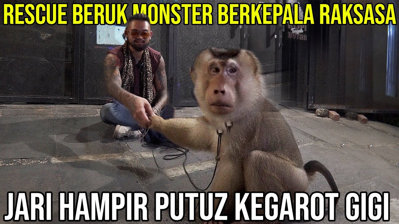 RESCUE BERUK MONSTER BERKEPALA RAKSASA JARI HAMPIR PUTUZ KEGAROT GIGI #AudreyA #KINGOFTHEJUNGLE