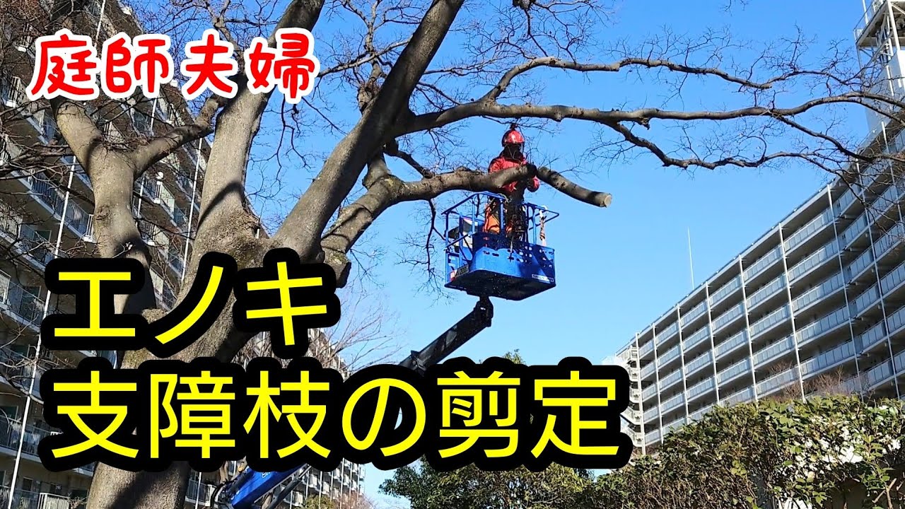 【庭師夫婦】#185 エノキ支障枝の剪定。