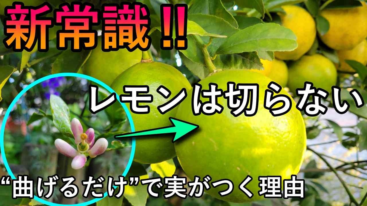 新常識！レモンは切らない｜曲げ方・主軸の選び方・枝の見分け方で“未来が見える木”に育てる