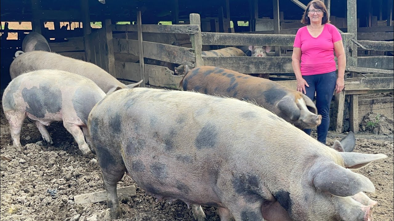 PORCOS GIGANTES É TRADIÇÃO DE FAMÍLIA - CRIANDO PORCO