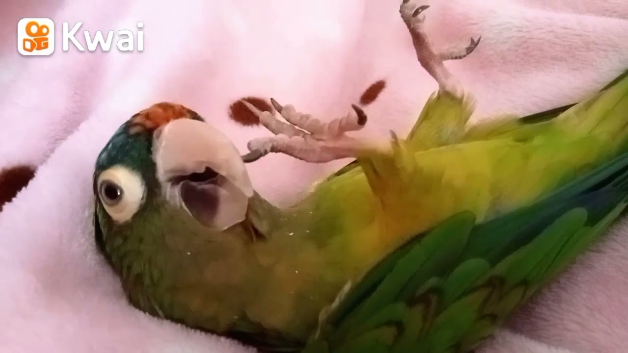 Mi chiquiado 🥰