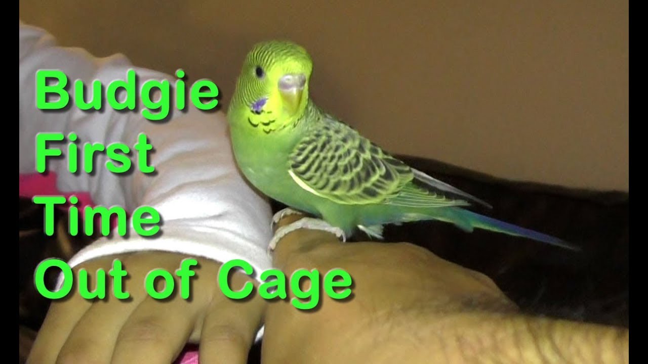 Budgie Let Out of Cage for the First Time - Parakeet Care (5)
