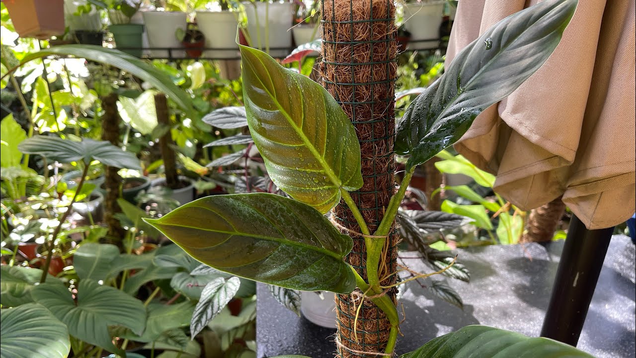 Philodendron Subhastatum