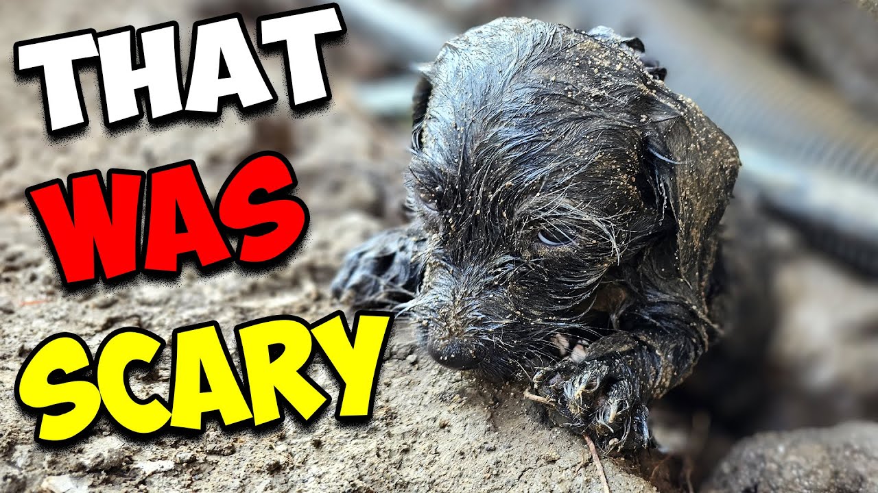 Stray Puppy Was Rescued After Surviving a Heavy Rain Storm