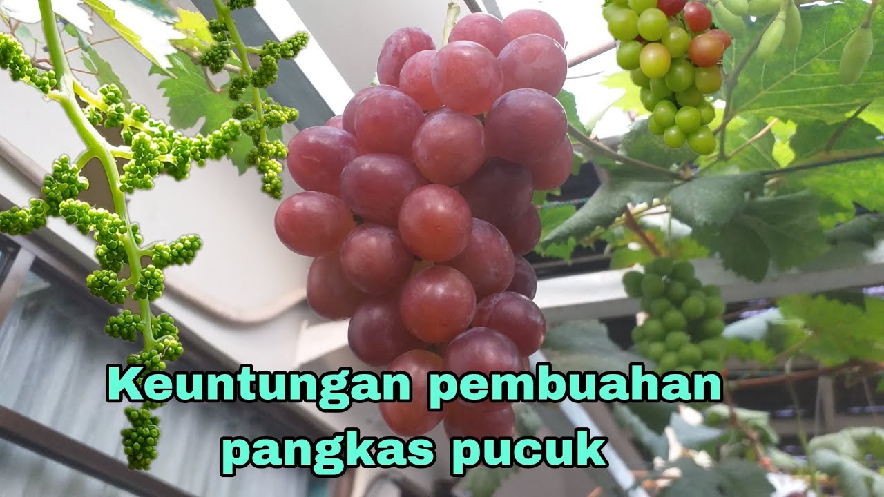 Mudah dan cepat ‼️ Cara membuahkan anggur