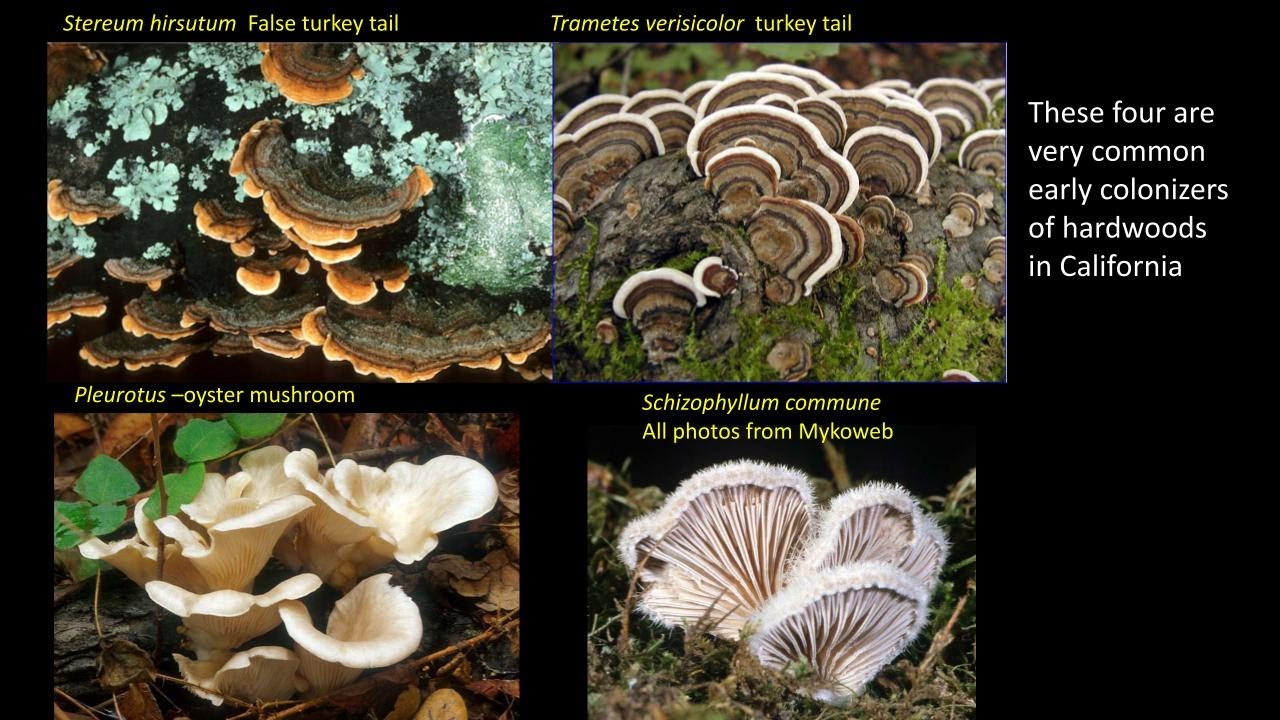 Fungal Communities Module 4: Fungal decay communities in trees