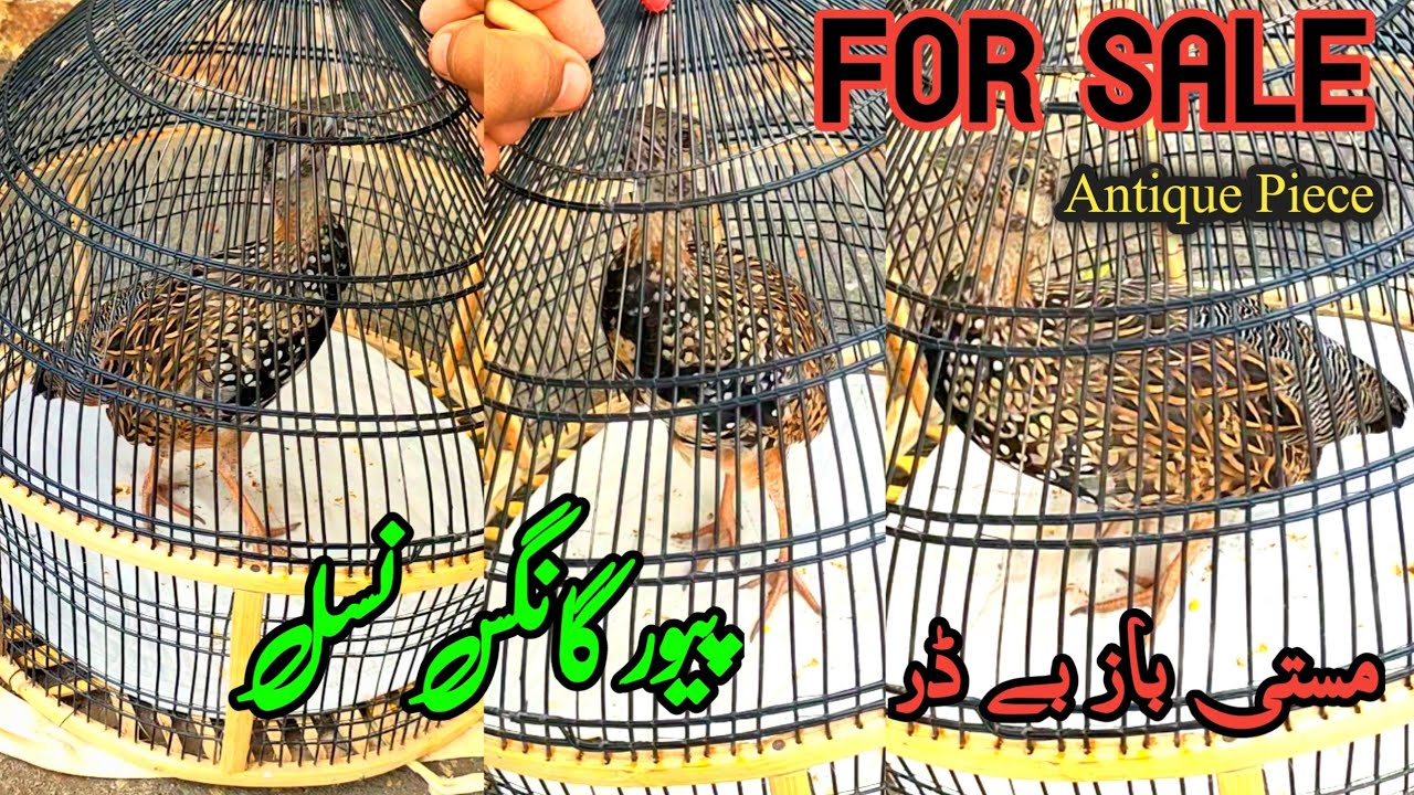 Kala Teetar k Bachy For Sale Kala Teetar Chicks Kala Teetar k Pathy For Sale