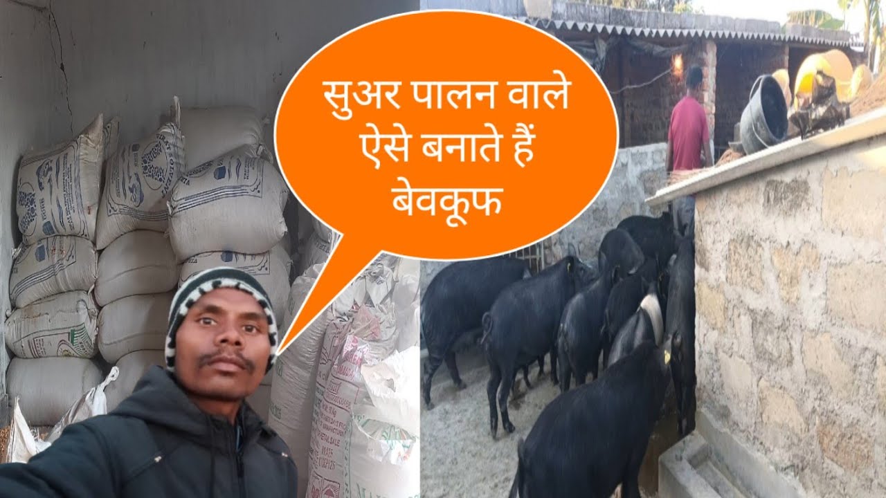 सुअर पालन वाले आपको बेवकूफ कैसे बनाते हैं?