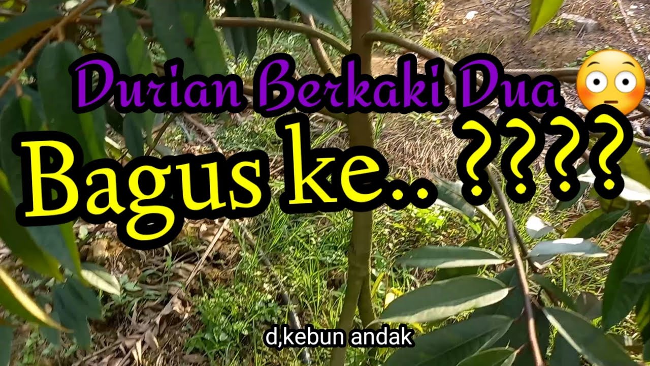 Betul ke durian berkaki ganda tahan lasak, capat berbuah.. ??????. Penerangan lengkap..!