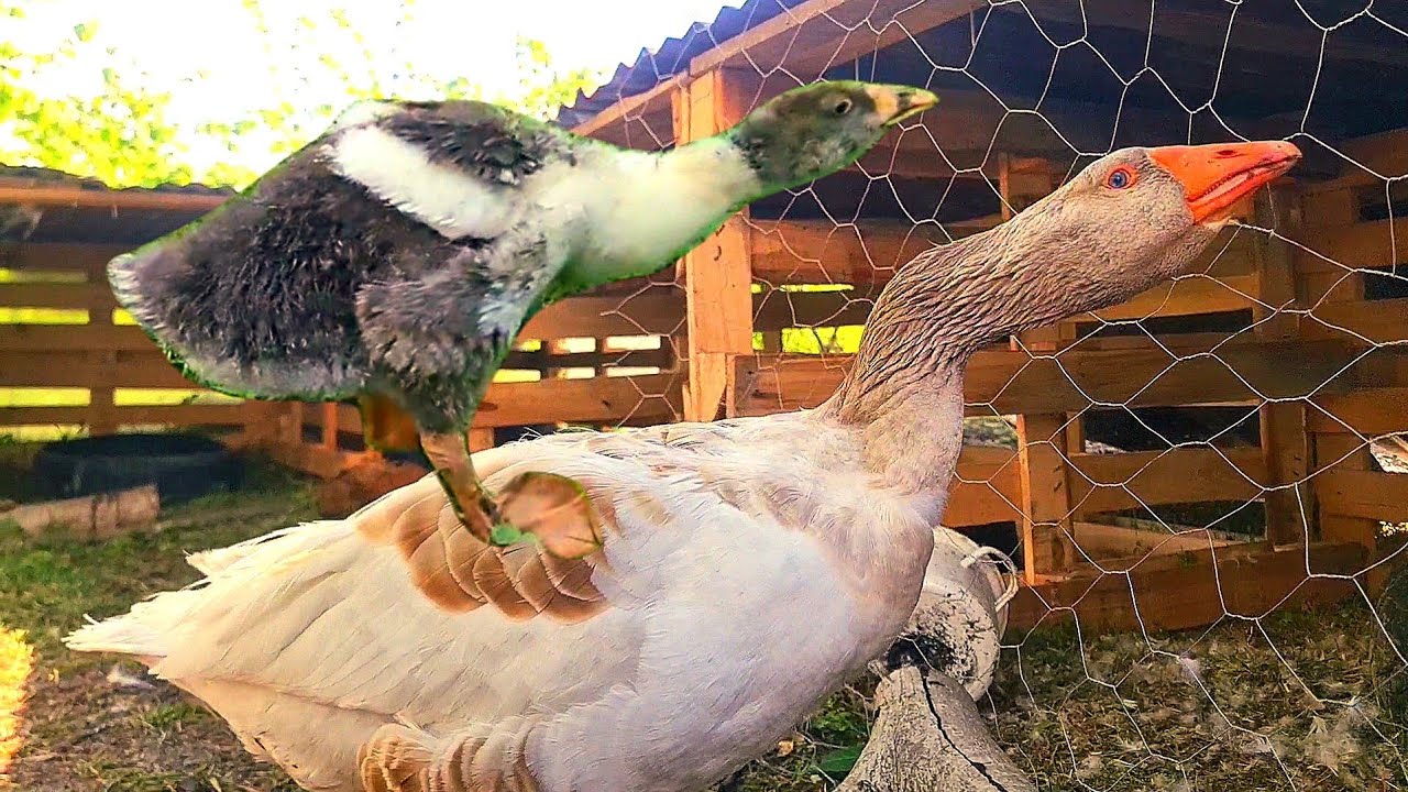 Sabah Kaz Kümesi Açmak!/Dilimde Tüğ Bitti Artık Anlayın daaa! VIDEO ÖNEMLİ BİLGİLER İÇERİR#çorumkazı