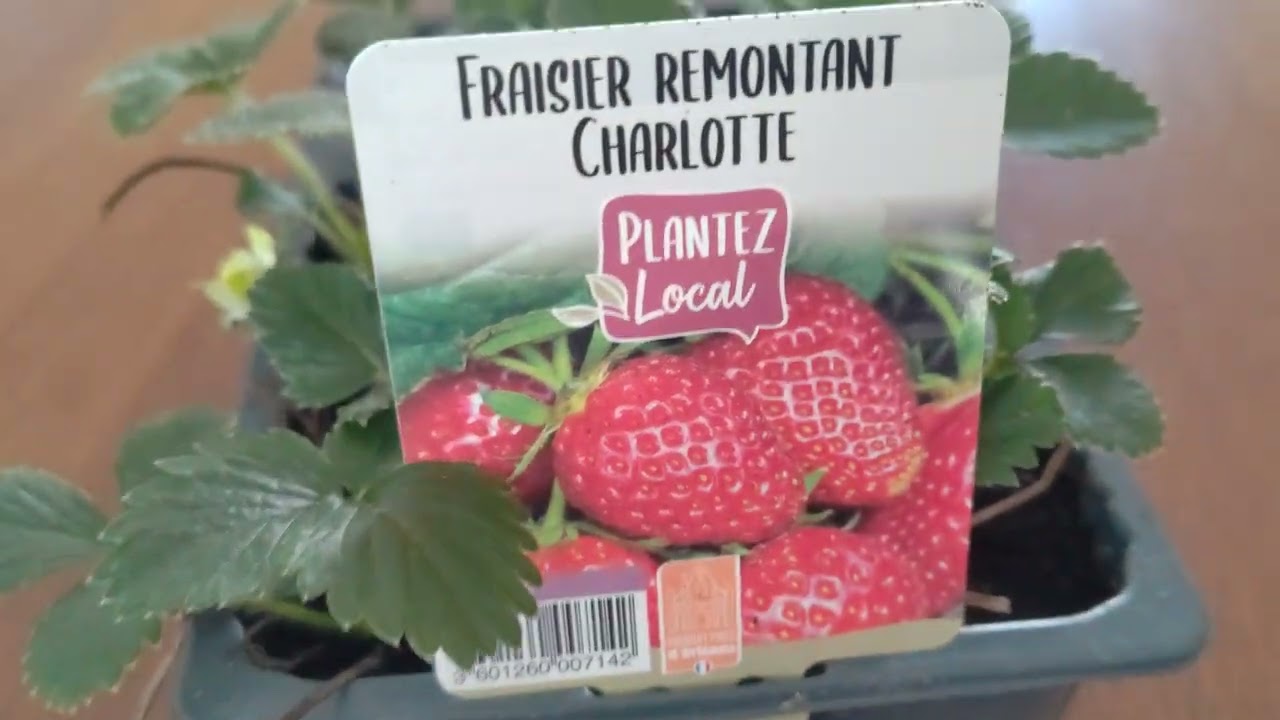 Mes nouveaux fraisiers #charlotte.