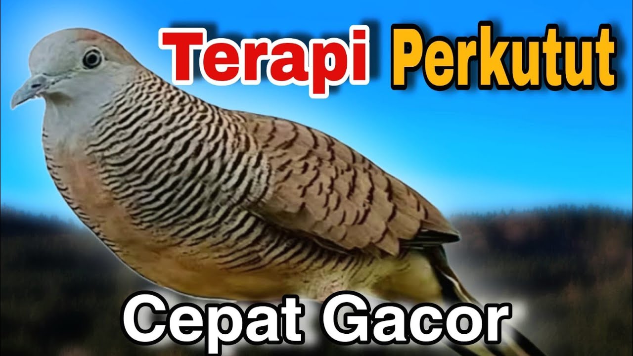 Perkutut lokal gacor pancingan yang banyak dicari untuk pikatan burung perkutut cepat GACOR