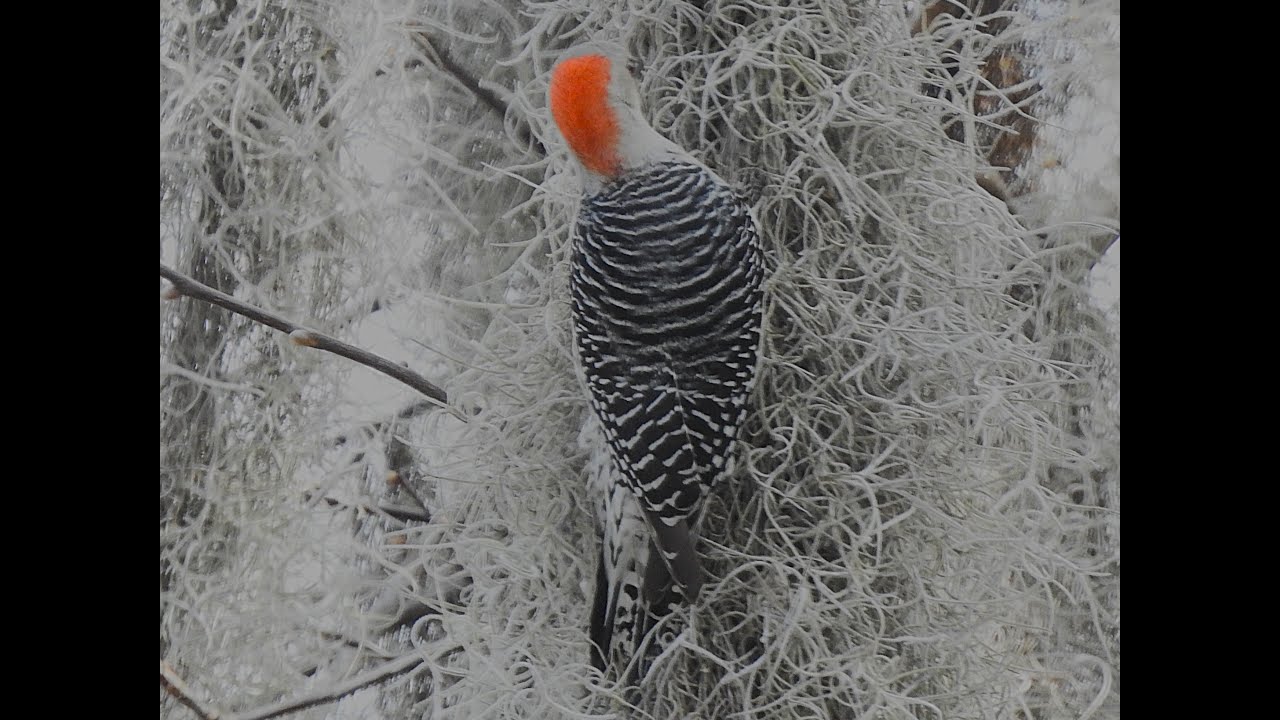 Red-bellied Woodpecker (Melanerpes carolinus) Timucuan Ecological and Historical Preserve