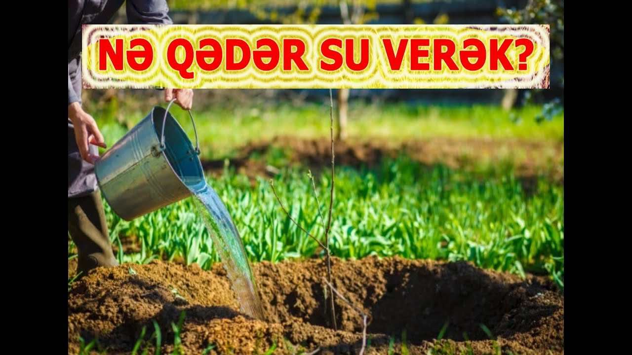 Ağaclara nə qədər su verilməlidir?