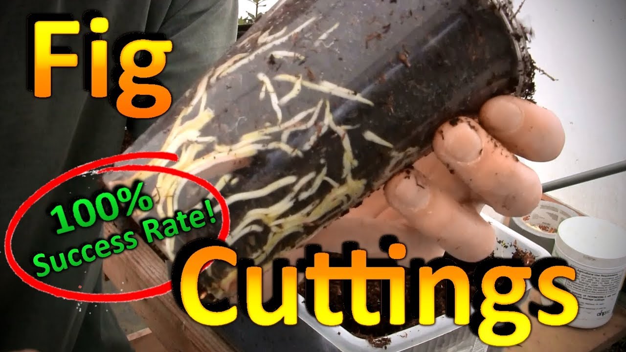 How to Root Fig Cuttings : A Better Propagation Method