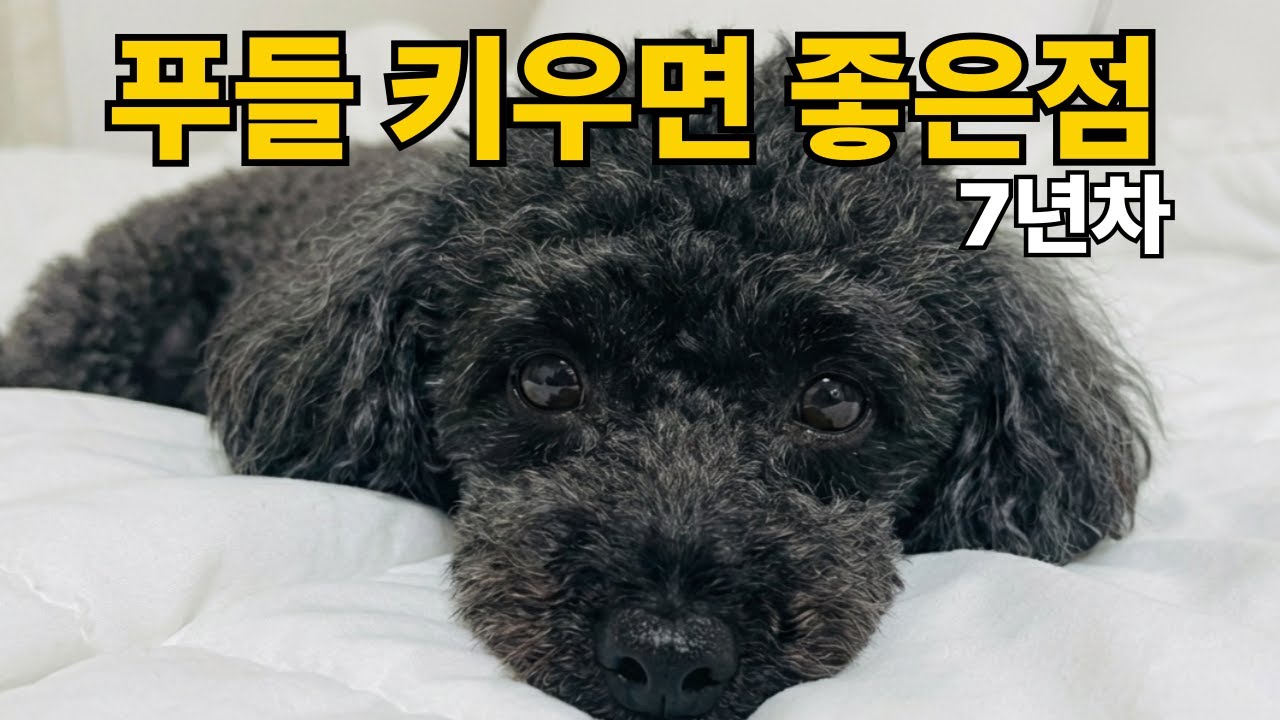 7년 키워보고 깨달았습니다. 푸들이 아파트에서 '최고'인 이유 (솔직 후기)